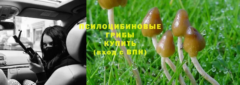 что такое наркотик  mega ссылки  Галлюциногенные грибы Psilocybe  Кольчугино 